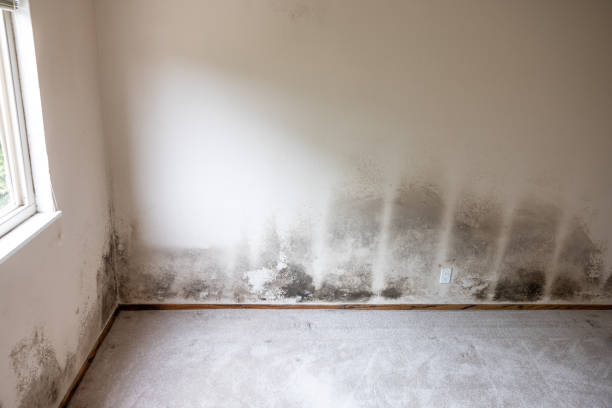 Best Residential Mold Inspection & Testing  in USA